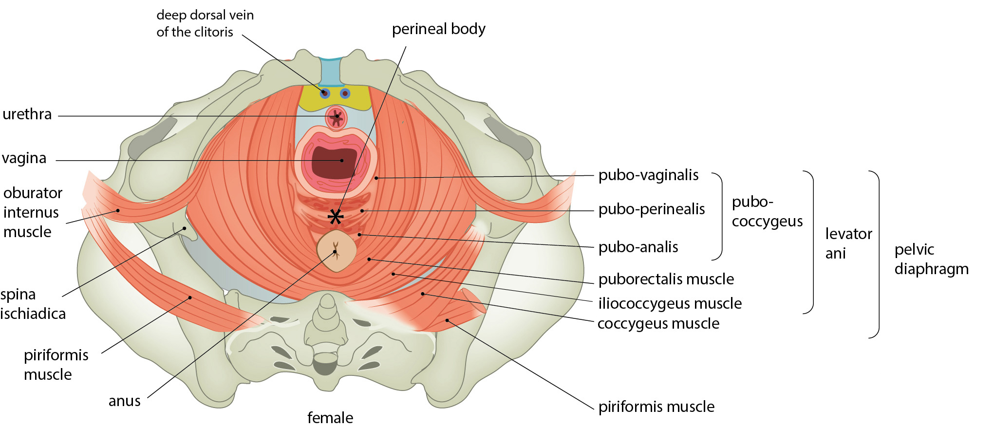 Slagter Drawing Inferior View Of The Female Pelvic Diaphragm